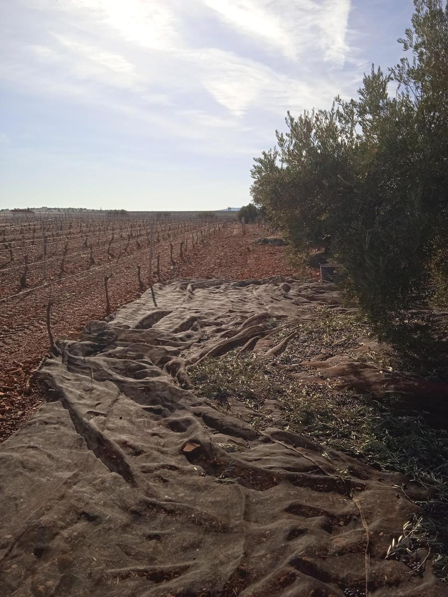 ויינואבה דה לוס אינפנטס Casa Rural Senorio De Quevedo מראה חיצוני תמונה